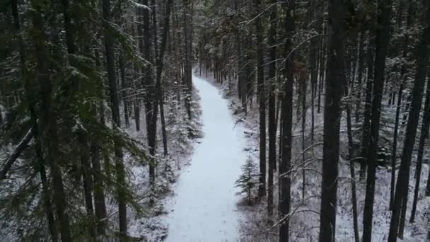 Kiefernwaldstraße Mit Schnee — Stockvideo