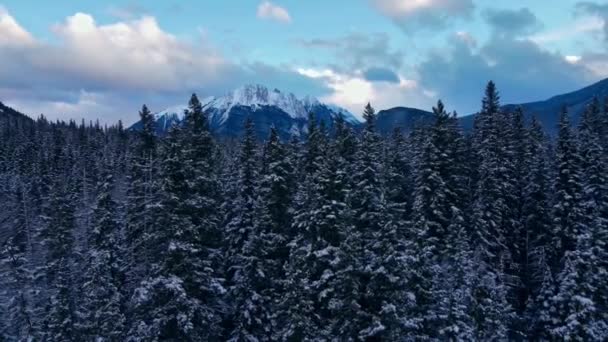 Mountain Pine Tree Forest Winter Snow Moving — Vídeo de Stock