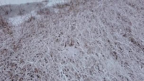 Dry Grass Frozen Pond Snow — Vídeos de Stock