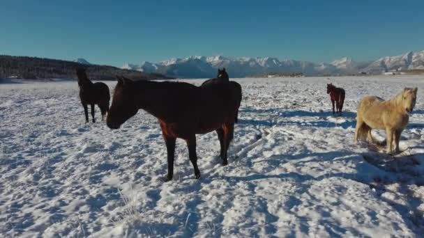 Paarden Sneeuw Met Bergen Snelweg Van Dichtbij Kantelen — Stockvideo