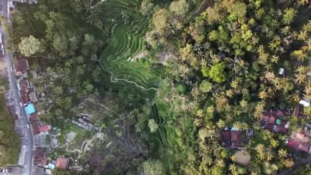 Bali Ubud Rice Terrace Paddies Fields Valley Aerial Drone Pull — Stockvideo