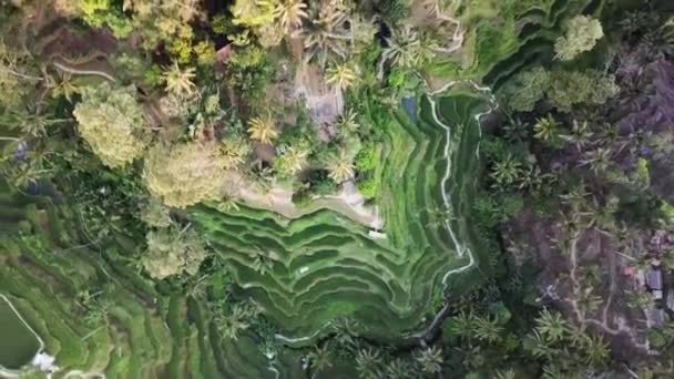 Bali Ubud Tegalalang Rice Terrace Paddies Fields Spinning Aerial — Vídeos de Stock