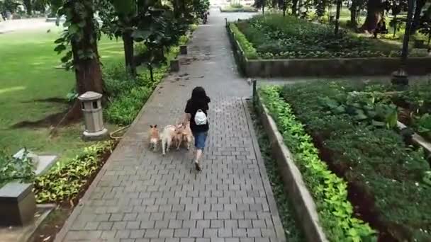 Γυναίκα Σκύλος Walker Ιδιοκτήτης Jogging Μια Αγέλη Σκύλων Στο Πάρκο — Αρχείο Βίντεο