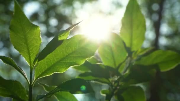 Close Sunbeams Peaking Green Leaves — Stock video