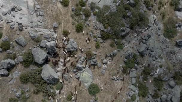 Drone Rises Birdseye View Herd Goats Lagoa Comprida — Vídeo de Stock