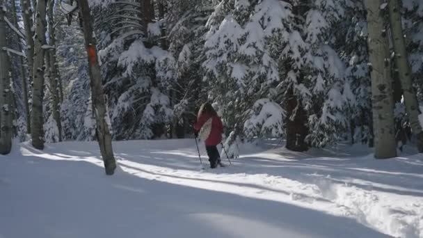 Walking Deep Snow Forest — Stockvideo