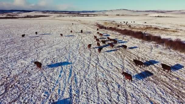 Cow Cattle Herd Walking Away Field Winter Snow Followed — Video Stock