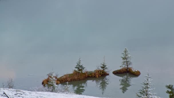 Lake Shore Pine Forest Growing Water — Vídeo de stock