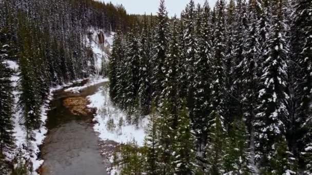 Waterfall Creek Pine Forest Reveal Snowing — Vídeo de Stock