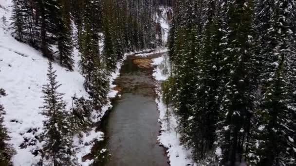 Creek Floresta Pinheiros Após Nevar — Vídeo de Stock