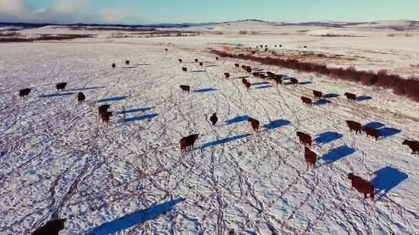 Cow Cattle Herd Walking Away Field Winter Snow Followed — Video Stock