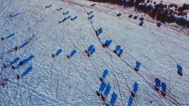 Sığır Sürüsü Kışın Karlı Havada Tarlada Yürüyor — Stok video