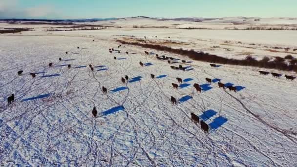 Cow Cattle Herd Walking Away Field Winter Snow Followed — Video Stock