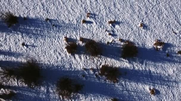 Буши Высохли Зимнем Поле — стоковое видео
