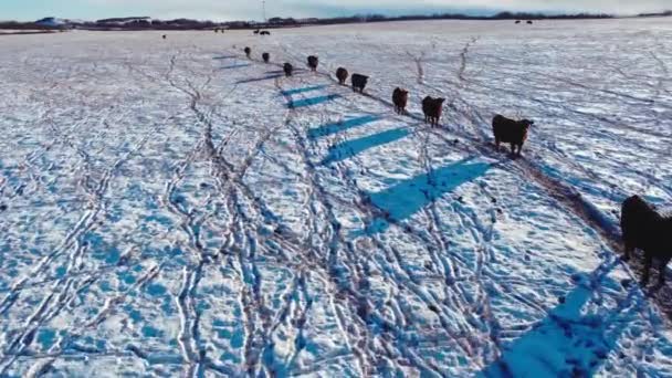 Cow Cattle Herd Walking Away Field Winter Snow Camera — Stockvideo