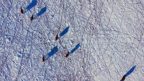 Cow Cattle Herd Walking Field Winter Snow Trimmed — Video