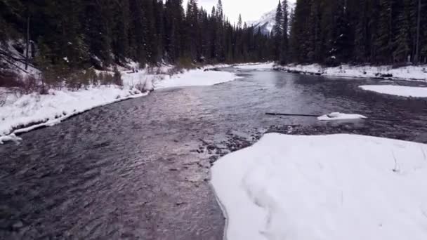 Creek Flowing Mountains Trough Forest Winter — Vídeo de Stock