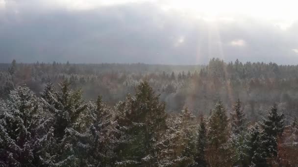 Snow Falling While Sun Shining Conifer Trees Aerial Winter Season — Stockvideo