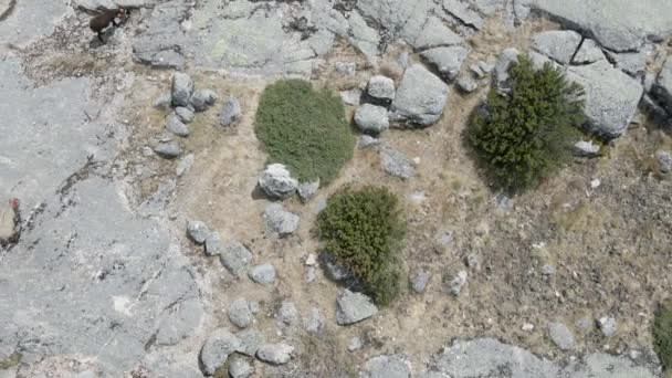 Drone Rises Goats Walking Stone Mountains — Stockvideo