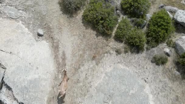 Drone Tilts Herd Goats Wandering Rocky Path — Stockvideo