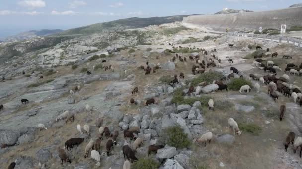 Herd Goats Walks Walls Serra Estrela — Stok video