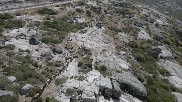 Drone Flies Line Goats Rocky Mountain Path — Stok video