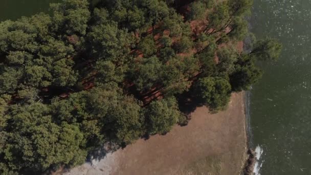 Drone Flyover Pine Trees Edge Frozen Lake Southern Illinois — Vídeo de Stock