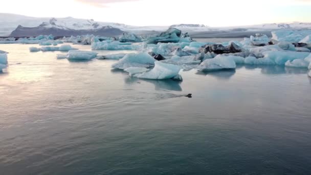 Island Glaciärlagunen Lagoon Vacker Kallt Landskap Bild Isländska Glacier Lagoon — Stockvideo