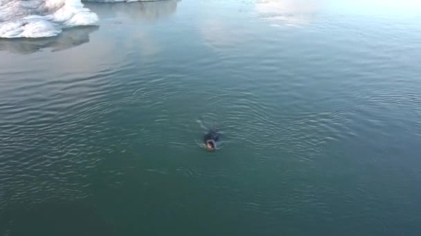 Sello Nadando Agua Fría Laguna Glaciar Jokulsarlon Islandia Drone Shot — Vídeos de Stock