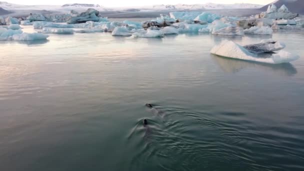 Aerial View Flying Stunning Icebergs Floating Jokulsarlon Lagoon Dramatic Natural — Stock Video