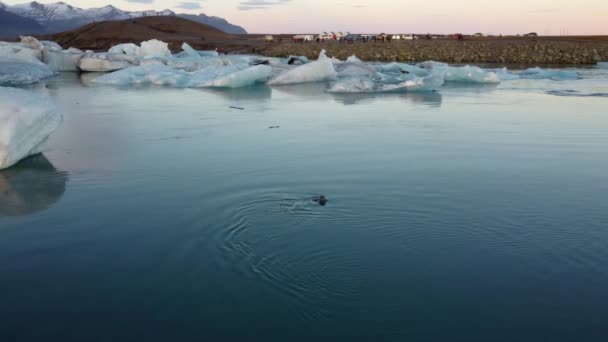 Тюлені Плавають Під Темно Синіми Айсбергами Jokulsarlon Iceland — стокове відео