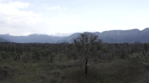 Pantanal Fire Resilience Plant Recovery Mountain Range Being Revealed Background — Video Stock