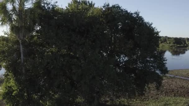 Обнаружение Озера Пантанал Деревом — стоковое видео