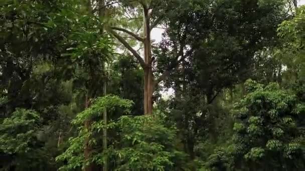 Atlantic Forest Some Eucalyptus Trees Drone Moves Downwards — Stockvideo