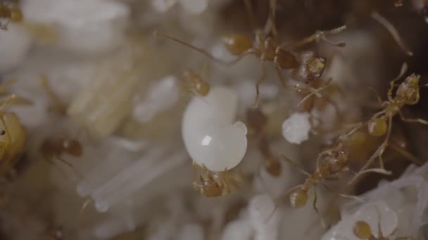 Κοπτήρες Φύλλων Μυρμήγκια Εσωτερική Άποψη Του Παζλ Τους Εργαζόμενους Γύρω — Αρχείο Βίντεο