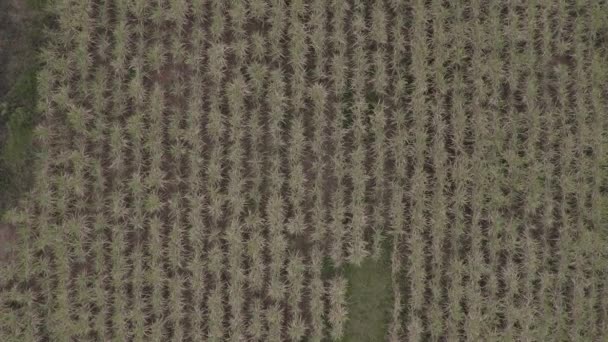 Sugar Cane Farm Filmed Drone Top View Moving Forwards — Video