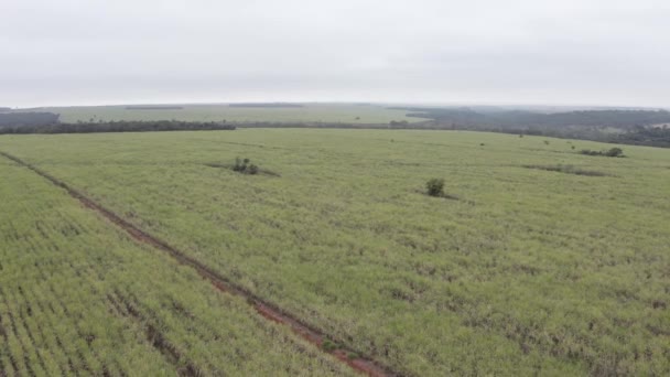 Sugar Cane Plantation Brazil Horizontal Drone Filming Crops — Stockvideo