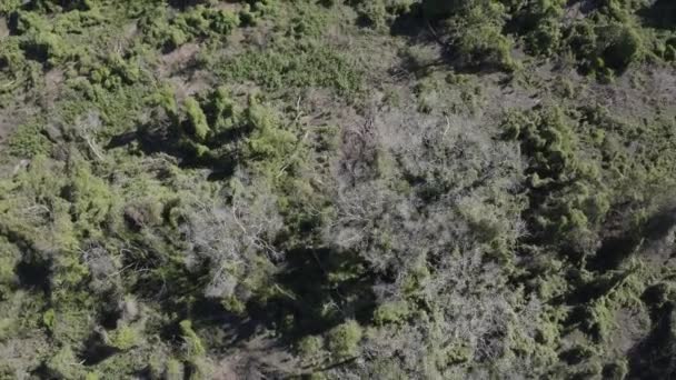Pantanal Drone Wetland Looking Degrees Moving Quite Fast — Video