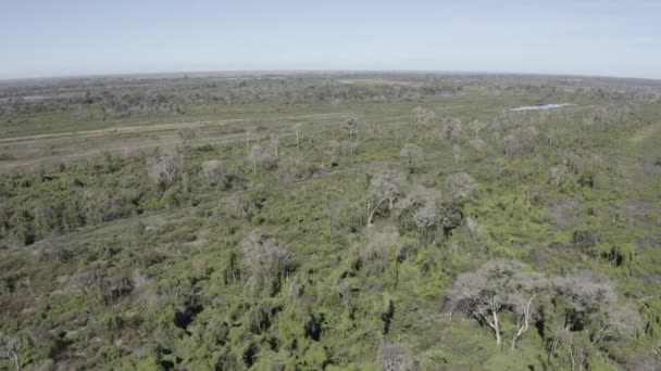 Pantanal Drone Filming Vast Forest Swamp Area — Stok video