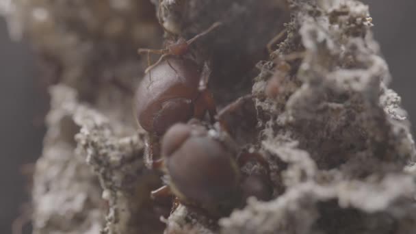 Queen Leaf Cutter Ant Nest Surrounded Workers Cast Fungi — Stock video