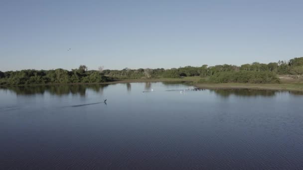 Вид Воздуха Пантанал Полный Воды Растительностью Берегу Реки — стоковое видео