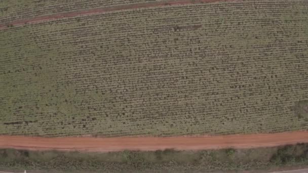 Sugar Cane Farm Filmed Drone Top View Wide Angle — Stock video