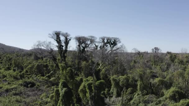 Futótüzek Után Pantanal Légi Kilátásban Lévő Kiégett Fákat Borító Növényzet — Stock videók