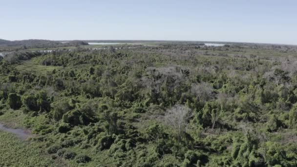 Pantanal Drone Filming Vast Forests Wetland — Stock video