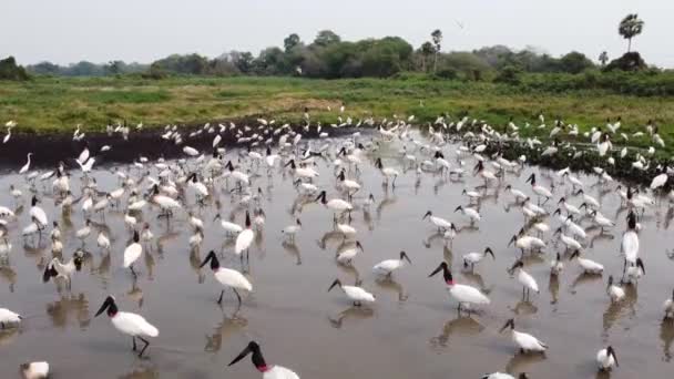 Аэросъемка Движением Вперед Близко Пруду Полному Птиц Озере Бразилии Pantanal — стоковое видео