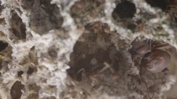 Ελαφρύ Τηγάνι Μέσα Στα Μυρμήγκια Κοπής Φύλλων Μέσα Στη Φωλιά — Αρχείο Βίντεο