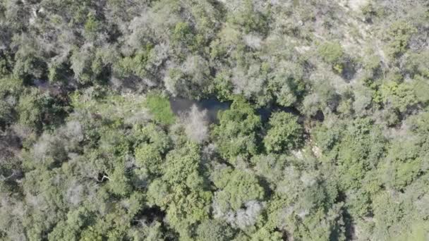 Pantanal Fire Drone Degrees View Recovering Vegetation — Video