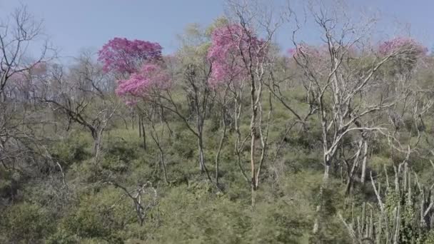 Pink Ype Drone Camera Entering Pink Tree Forest — Αρχείο Βίντεο