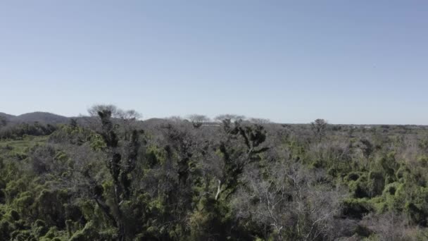 Aerial Shot Recovering Pantanal Fires Vegetation Taking Dead Trees — Vídeo de Stock