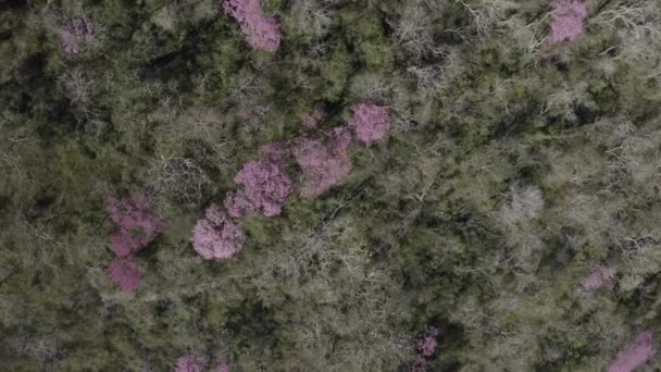 Pink Ype Drone Image Moving Showing Forest Colorful Trees Looking — стокове відео